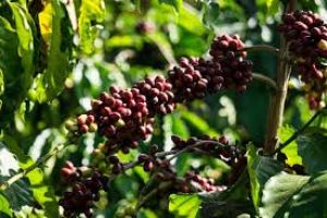 Các vùng trồng cà phê Arabica ngon ở Việt Nam